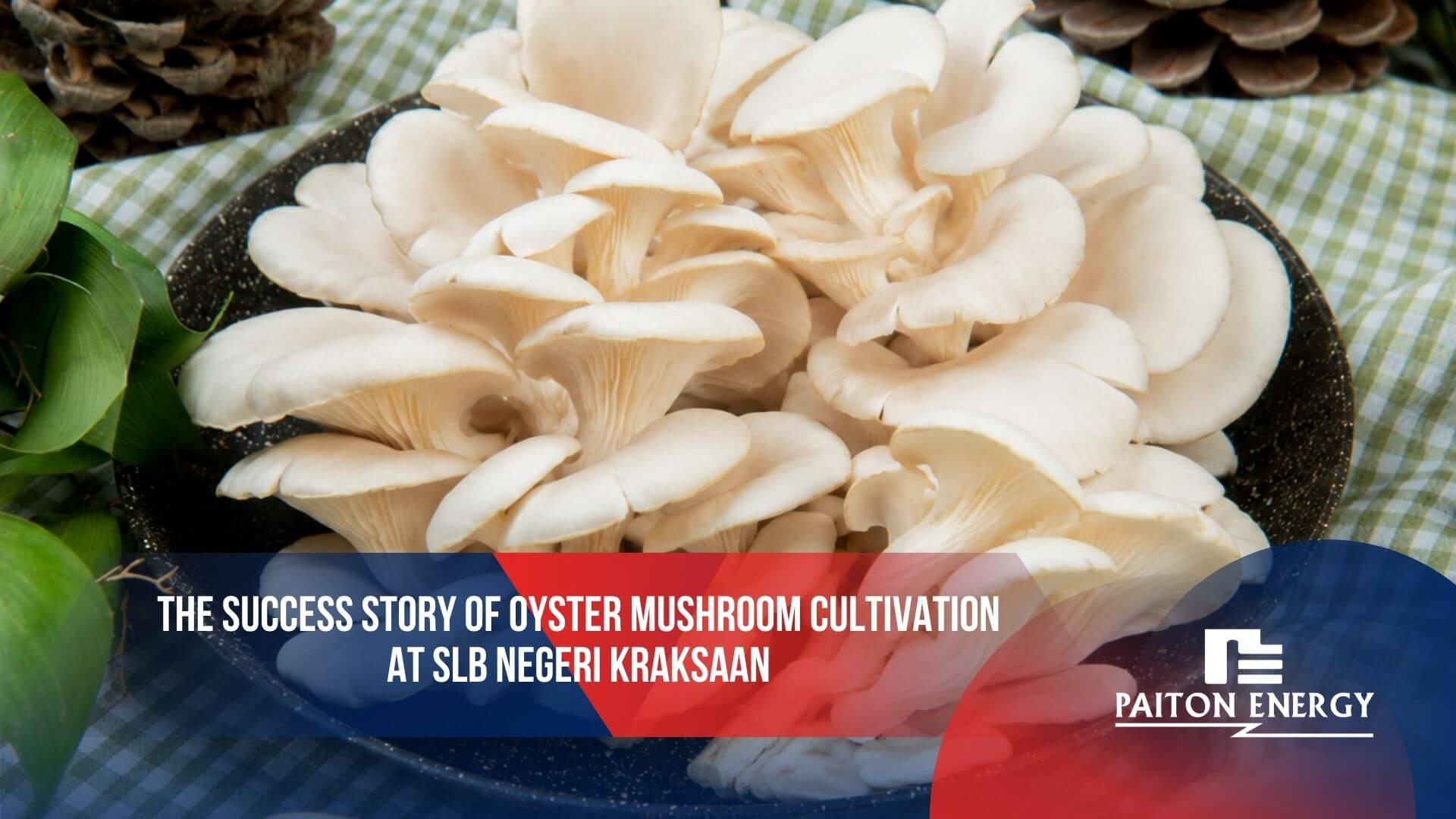 Oyster Mushroom