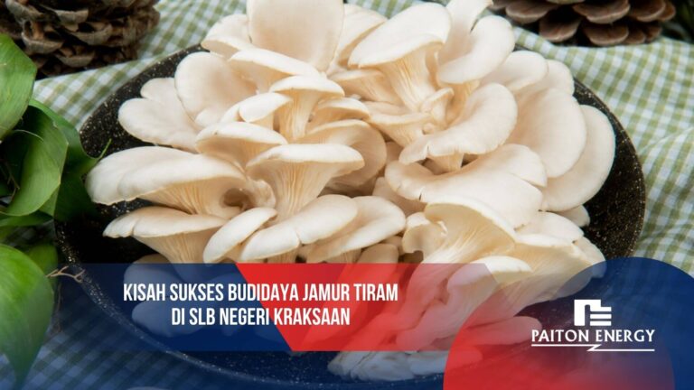 jamur tiram